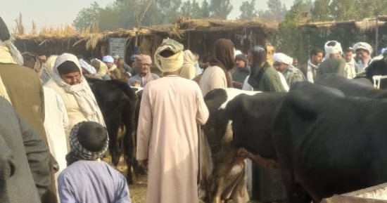 بيطرى الأقصر يشكل لجانا لفحص وتحصين الماشية بسوق أرمنت.. صور