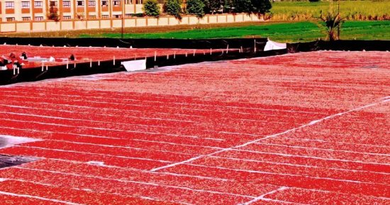 الطماطم المجففة.. مشروع قومى فى قرى الأقصر يوفر فرص عمل والمحصول ينتعش شتاءً
