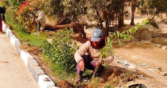 زراعة 3050 شجرة جديدة بحى الكوثر فى سوهاج.. صور