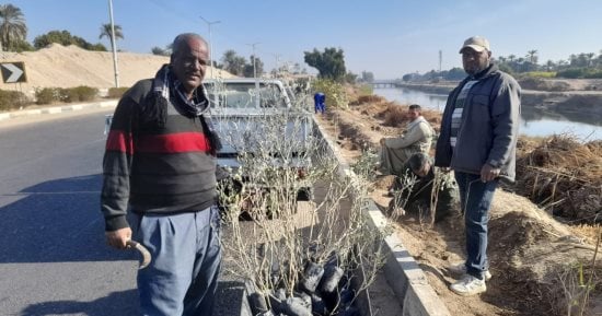 مدينة الطود بالأقصر تبدأ زراعة 2859 شجرة مثمرة ضمن المبادرة الرئاسية.. صور
