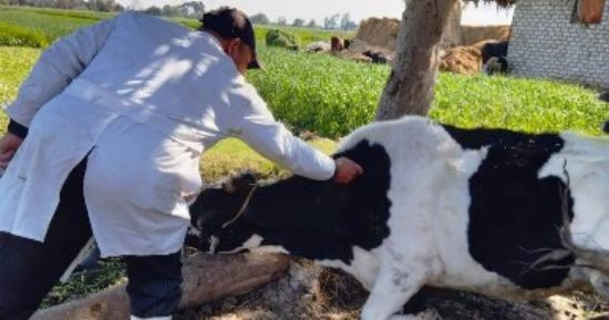 بيطرى الشرقية يُحصن 164 ألف رأس ماشية ضد الجدرى والجلد العقدى
