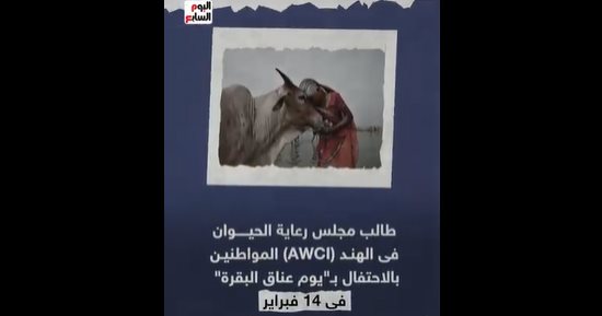احضن البقر فى عيد الحب.. دعوة هندية لتغيير اسم يوم الفلانتين.. فيديو