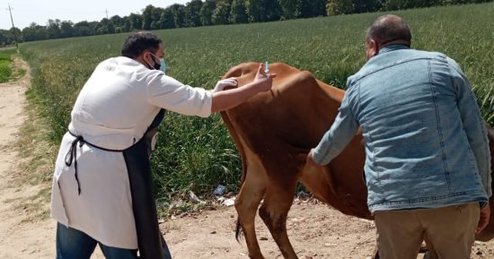 القوافل البيطرية تواصل حملات علاج وتحصين الماشية بالإسماعيلية 