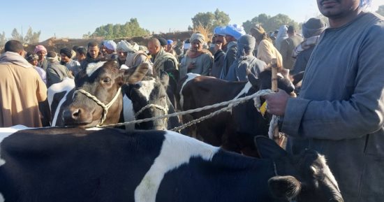 تحصين 28 ألف رأس ضد "الجلد العقدى" و"جدرى الأغنام" بالأقصر.. صور