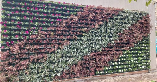 نظافة القاهرة تبتكر نموذجا جديدا لزراعة الحوائط بالجزر الوسطى للشوارع