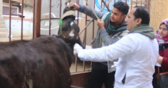 كلية الطب البيطرى بجامعة بنها تنظم قافلة بيطرية بقرية صنافير بقليوب