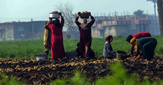 الأمن الغذائى أولا.. تخصيص 56.6 مليار جنيه لكفالة حق المواطن فى غذاء صحى