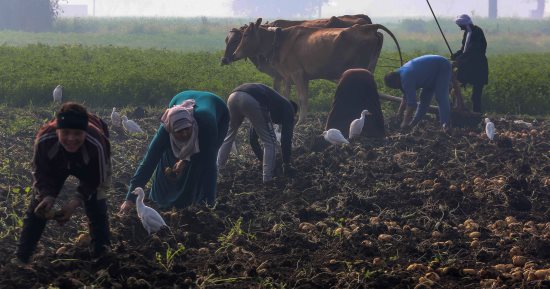 مصر تحتفل بعيد الفلاح السبت المقبل.. اعرف التفاصيل