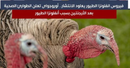 فيروس أنفلونزا الطيور يعاود الانتشار.. أوروجواى تعلن الطوارئ بعد الأرجنتين