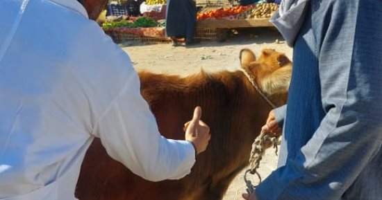 لجان حماية مكثفة وتحصين للمواشي فى أسواق إسنا وأرمنت الأسبوعية بالأقصر