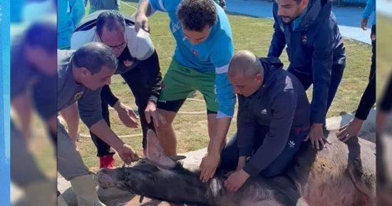 لاعبو المحلة يذبحون عجلا على باب الاستاد لـ"فك النحس"