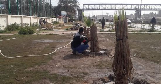 محافظ الإسكندرية: زراعة 50 ألف شجرة ضمن مبادرة 100 مليون شجرة