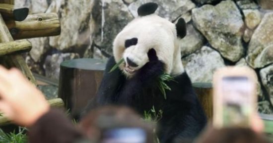 الباندا العملاقة تعود إلى حديقة حيوان واشنطن مقابل مليون دولار سنويا للصين