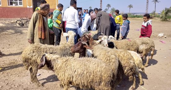 جامعة المنيا تقدم خدمات طبية وتوعوية وبيطرية لأهالى قرية المعصرة بمركز ملوى