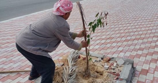 تواصل تنفيذ فعاليات مبادرة اتحضر للأخضر فى مدينة العريش.. صور