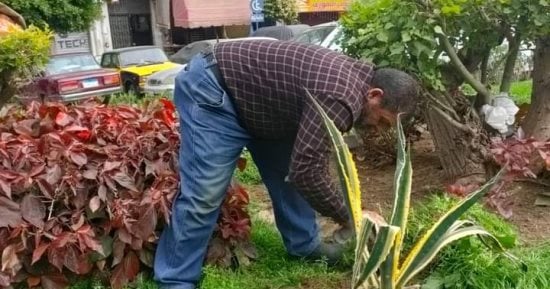 رفع كفاءة الحدائق العامة بحى المنتزة ضمن مبادرة 100 مليون شجرة بالإسكندرية