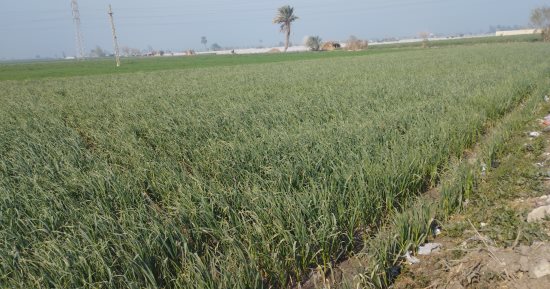 قرية بلا بطالة.. "سلاقوس" بالمنيا مصدر الثوم لدول آسيا.. أهلها يعملون بزراعة الثوم البلدى والصينى على مساحة 5 آلاف فدان.. والمزارعون يلجأون لاستئجار أراضٍ خارج القرية لاستكمال حاجة التصدير.. صور