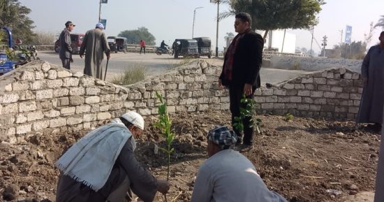 زراعة أشجار مثمرة بقريتى البيهو والعزيمة فى مركز سمالوط المنيا.. صور