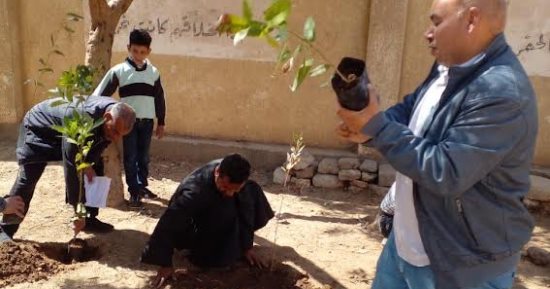 زراعة الأشجار المثمرة فى مدينة ديرمواس وقراها بالمنيا