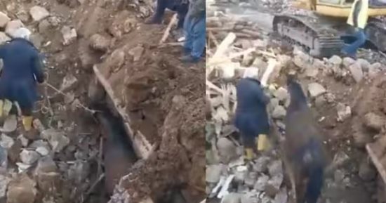 باختصار.. أهم الأخبار العالمية والعربية حتى الـ12.. العثور على حصان "حى" تحت الأنقاض بتركيا بعد 21 يوما من ⁧الزلزال.. مصرف لبنان المركزى يقرر بيع الدولار نقدا مقابل 70 ألف ليرة.. وعقاب ملكى للأمير هارى وميجان