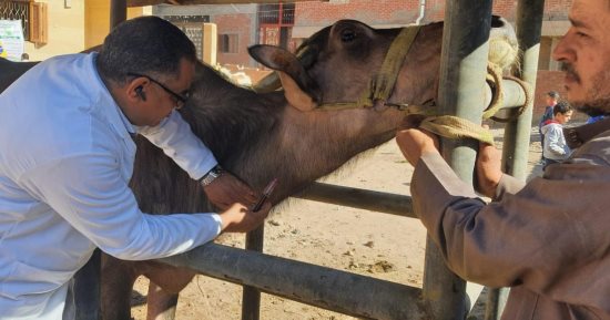 بيطري الغربية: تحصين 168 ألف رأس ماشية ضد مرض الجلد العقدى