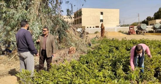 محافظ الوادى الجديد: وصول 24 ألف شتلة ضمن مبادرة الرئيس لزراعة 100 مليون شجرة