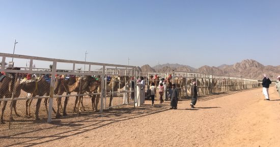 650 جملًا تتنافس على أول مراكز سباق الهجن بشرم الشيخ