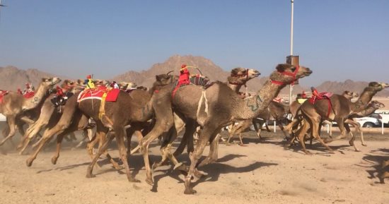 الأربعاء المقبل انطلاق مهرجان سباق الهجن بشمال سيناء