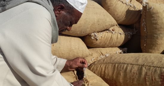 البلح الأسوانى يغزو الأسواق قبل شهر رمضان.. التمور الجافة تتوافر بكميات كبيرة وأسعار مخفضة بالتزامن مع حلول الشهر الكريم.. التجار: "البرتامودى والسكوتى" أفضل الأنواع.. والأسعار تبدأ من 10 جنيهات للكيلو.. صور