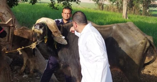 تحصين 99 ألف رأس ماشية بالمنوفية