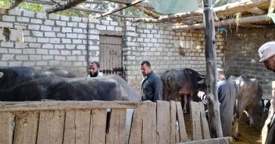 مدير طب بيطرى كفر الشيخ يتفقد تحصين الماشية ويوجه بتوعية الأهالى والمربين