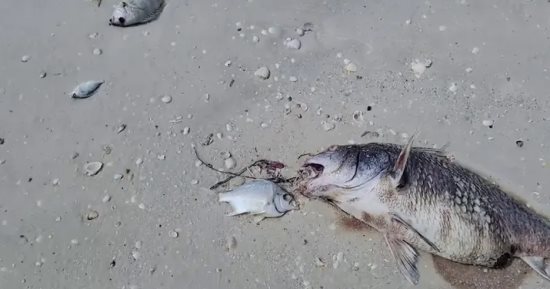 ظاهرة غريبة تؤدى إلى نفوق أسماك ومخلوقات بحرية فى فلوريدا.. فيديو