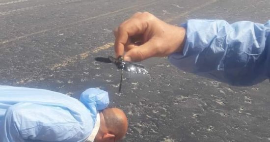 زراعة مطروح تكشف تفاصيل انتشار حشرة الرعاش بالطريق الساحلى.. صور