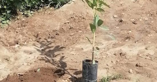 زراعة أشجار مثمرة بقرية طنبدى بمركز مغاغة فى المنيا ضمن "100 مليون شجرة"