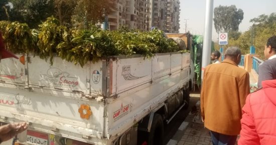 وصول 6600 شجرة وزراعتها بحى شرق وغرب ومركز أسيوط ضمن مبادرة 100 مليون شجرة