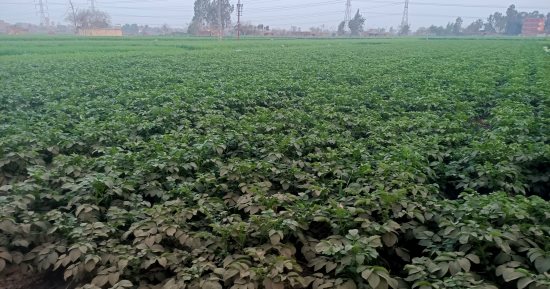 الخير طالع من الأرض.. محصول البطاطس يزين حقول محافظة المنوفية.. والمزارعون: الفدان حقق أعلى إنتاجية بـ24 طنًا.. والزراعة: إجمالى المساحات المزروعة يقدر بـ18 ألف فدان.. وتؤكد: وفرنا كل الأسمدة للمزارعين.. صور