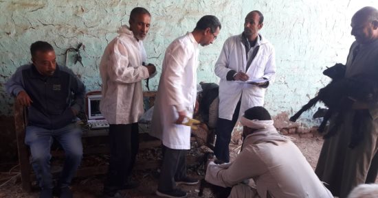 بيطرى الأقصر يقدم دعما كبيرا للثروة الحيوانية للتحصين ضد الحمى القلاعية.. صور