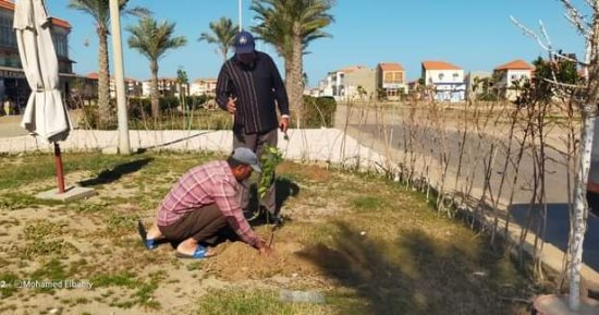 زراعة 300 شجرة مثمرة فى شوارع رأس البر بدمياط ضمن مبادرة "100 مليون شجرة"