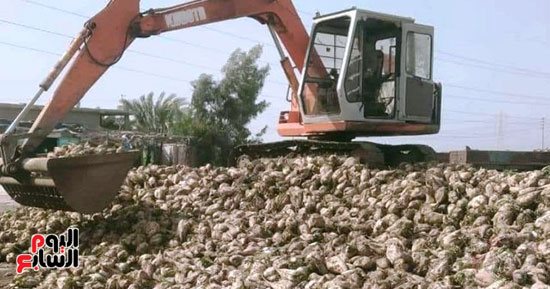 البنجر يغطى حقول بورسعيد.. المحافظة تستعد بزراعة وحصاد 40 ألف فدان 