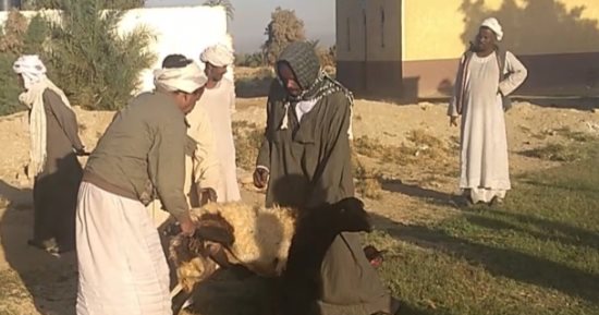 أهالى نجع جبران بأسوان يذبحون الذبائح احتفالا بتوصيل الكهرباء ضمن حياة كريمة