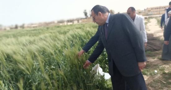 افتتاح موسم الحصاد لإنتاج مدرسة زراعية بشمال سيناء