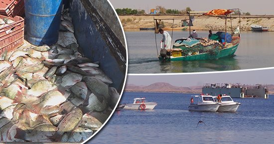 السدة السنوية.. وقف الصيد لمدة شهر ببحيرة ناصر للحفاظ على الثروة السمكية من الاستنزاف.. زيادة الإنتاج السنوى لـ25 ألف طن.. المحافظ يتوعد المخالفين.. والصيادون يثمنون القرار ويحذرون من الصيد الجائر.. صور