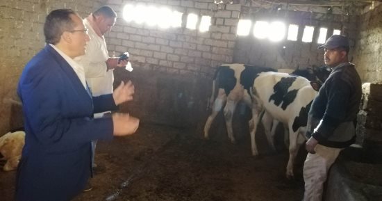 تحصين 130 ألف رأس ماشية و41 ألفا و630 طائرا ضمن حياة كريمة بكفر الشيخ