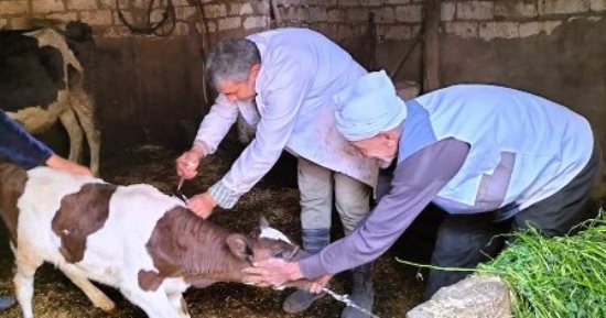 بيطرى الشرقية يحصن 123 ألفا و701 رأس ماشية ضد الحمى القلاعية