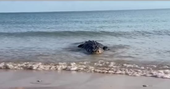 خبير حياة برية يكشف سر هروب تمساح ضخم خوفاً من فريسته.. فيديو وصور