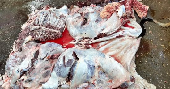 بيطرى الوادي الجديد: إعدام ربع طن لحوم مصابة بمرض السل فى الداخلة