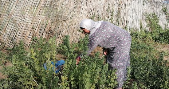 مربية الأجيال تحملت مسئولية أبنائها بعد وفاة زوجها وعلمت أبناء قريتها