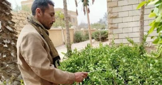 زراعة الأشجار المثمرة تنفيذاً للمبادرة الرئاسية 100 مليون شجرة بالشرقية