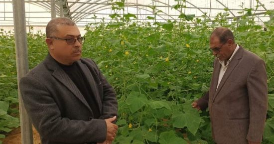 البيوت الزراعية المحمية بالوادي الجديد..  مصدر أساسي لتوفير الخضراوات بالأسواق خلال شهر رمضان.. 400 صوبة منتجة لسد احتياجات المواطنين ومنافذ حكومية لبيع منتجات الصوب.. وتوجيهات من المحافظ بخفض الأسعار.. صور