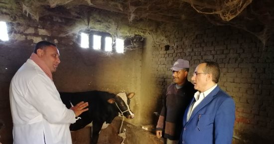 تحصين 216 ألف رأس ماشية و93 ألف طائر فى كفر الشيخ.. صور